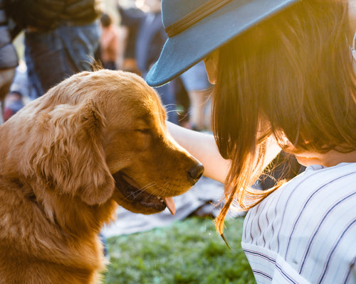Discovering the Joys of Adopting and Fostering Dogs