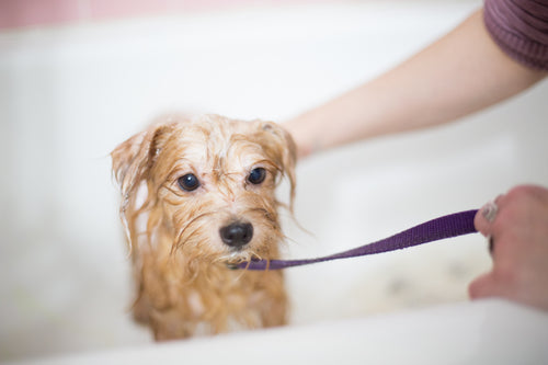 Pamper Your Pup: Grooming and Hygiene Tips for Dog Owners