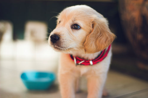 Understanding and Addressing Runny Poop in Dogs
