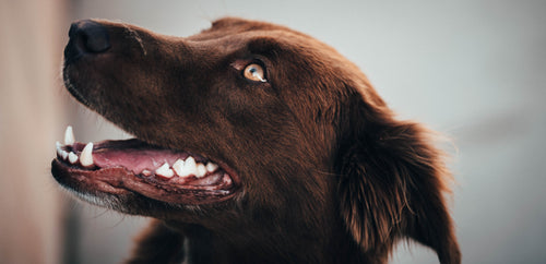 Bark Up the Right Tree: Preventing Common Health Problems in Your Dog