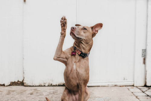 Decoding Doggy Body Language: Understanding Your Furry Friend's Signals