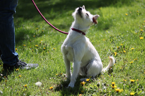3 Commands You Can Teach Your Dog