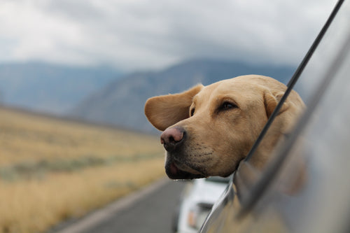 Traveling with Your Furry Friend: Pet-Friendly Tips and Destinations