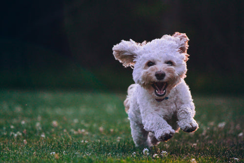 Training Tips and Behavioral Advice for a Happier Dog: A Guide for Dog Owners
