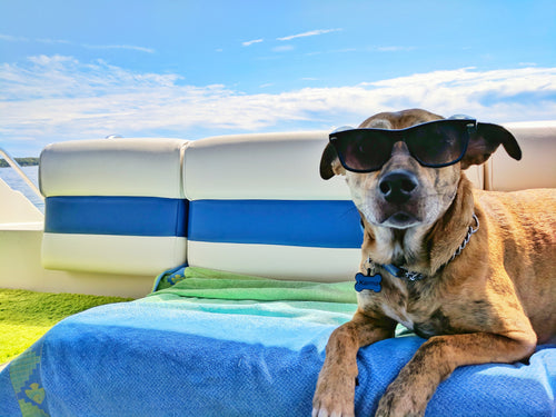 Seasonal Safety Tips for Dogs: Protecting Your Pup Year-Round