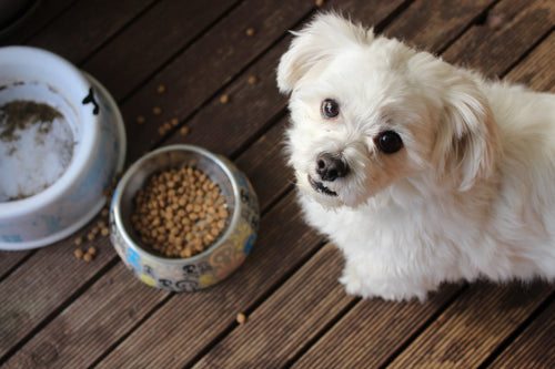 Common Causes and Nourishing Remedies for Your Dogs Upset Stomach