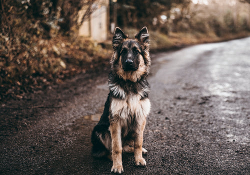 Senior Dog Care: Tips for Keeping Your Furry Friend Happy and Healthy