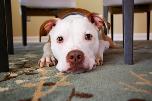 Troubleshooting Why Your Dog Isn't Pooping