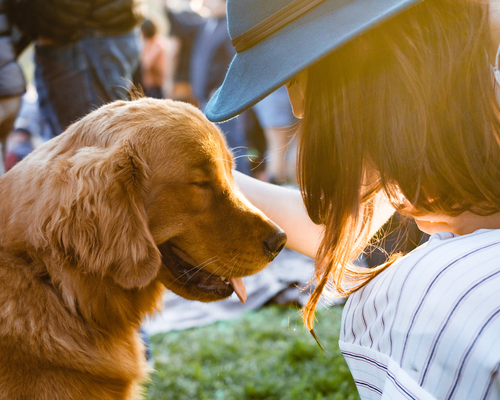 Discovering the Joys of Adopting and Fostering Dogs
