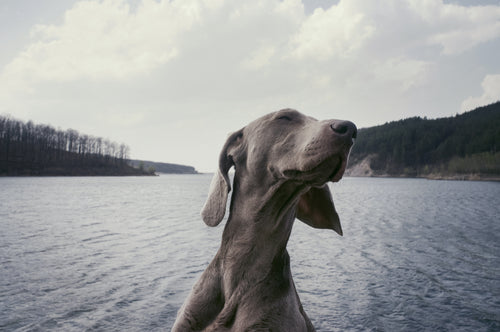 Keeping Your Canine Companion Healthy: Essential Nutrition Tips and Health Advice