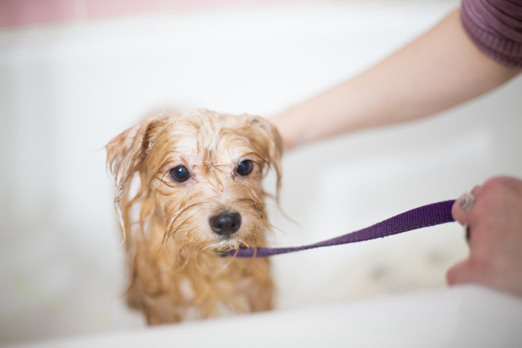 Pamper Your Pup: Grooming and Hygiene Tips for Dog Owners
