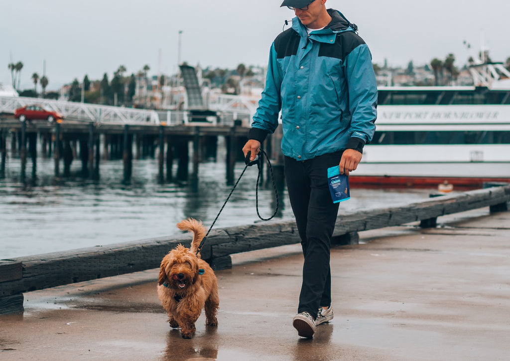 7 Key Benefits of Structured Dog Walking Routines