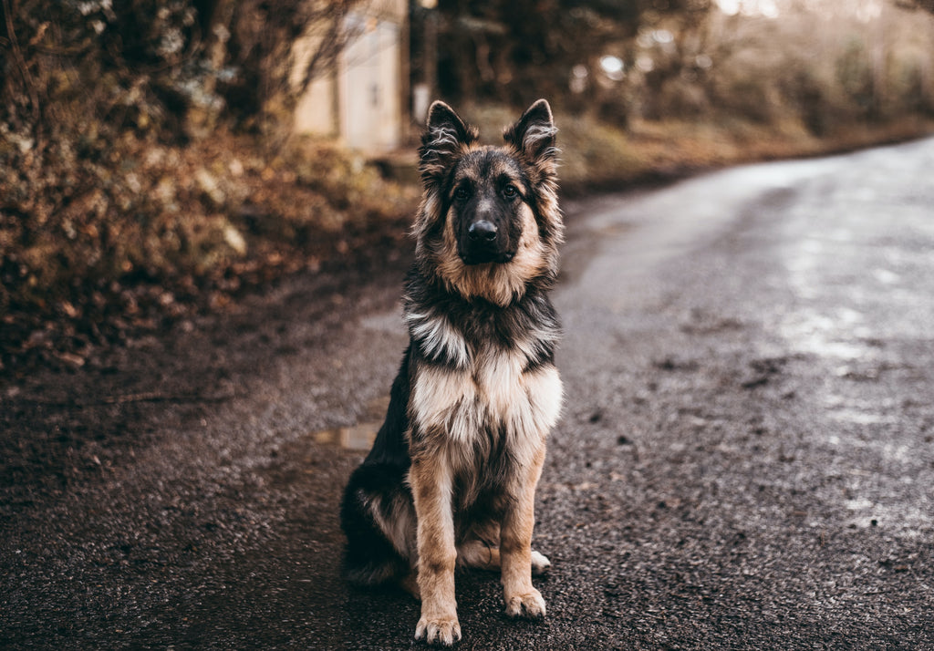 Senior Dog Care: Tips for Keeping Your Furry Friend Happy and Healthy